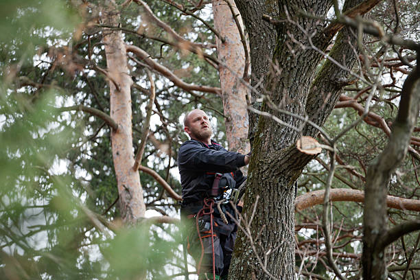 How Our Tree Care Process Works  in  Clifton, IL